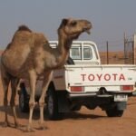 toyota camel