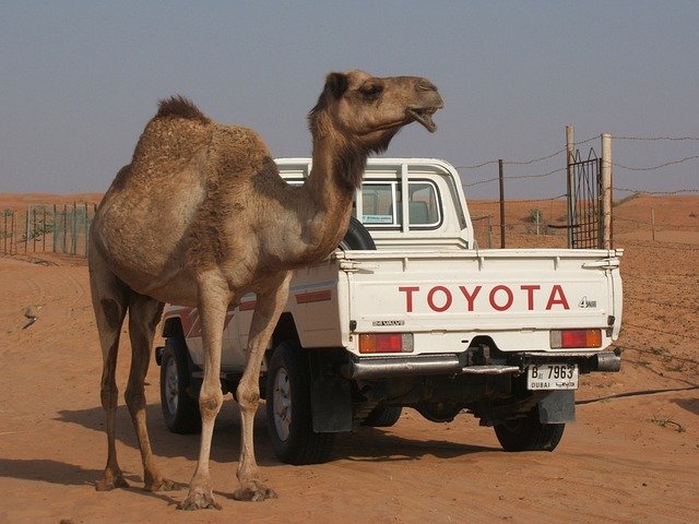 toyota camel